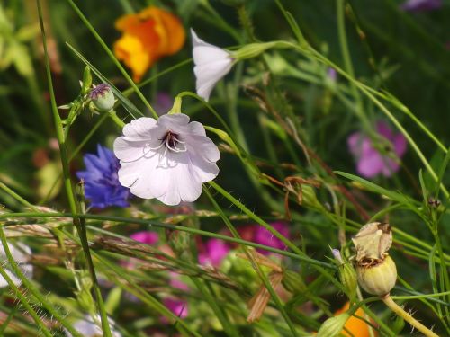 summer flowers flower meadow summer