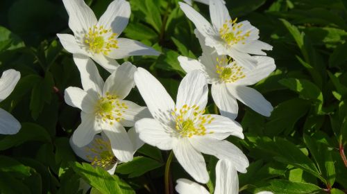 summer flowers flower garden