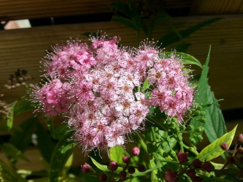 summer flowers pink flower garden