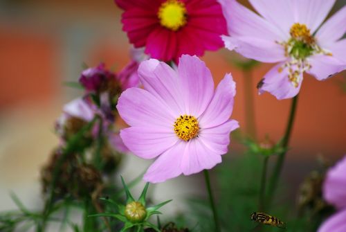 summer flowers flowers pink