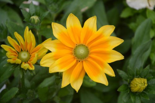 summer flowers yellow orange