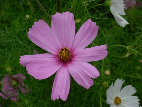 summer flowers cosmos pink summer garden