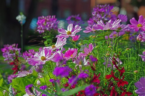 summer flowers  meadow  nature