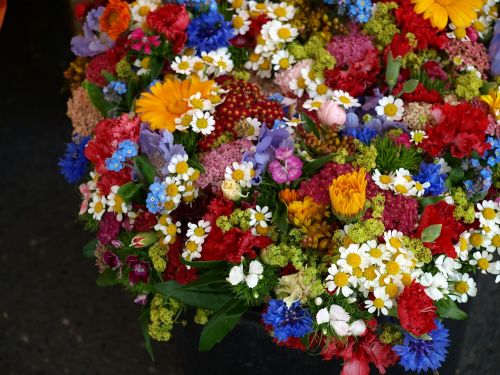 summer flowers colorful flowers