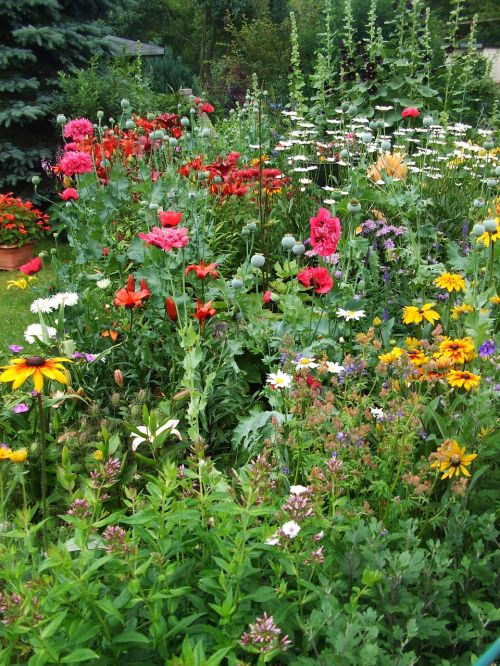 summer flowers garden colorful