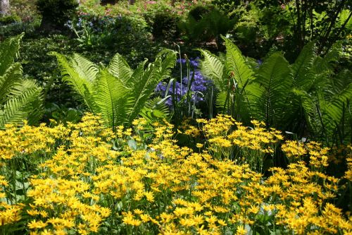 summer garden hosta yellow flowers