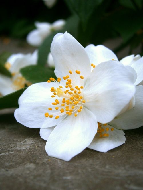 summer jasmine bauer jasmin mock orange