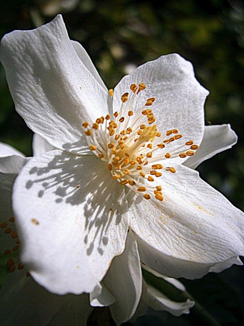 summer jasmine bauer jasmin mock orange