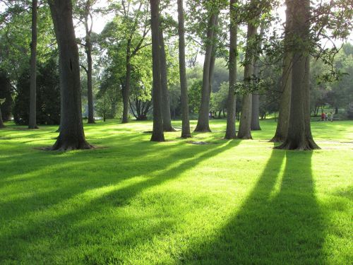 summer landscape landscape nature