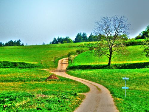 Summer Landscape