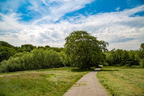 Summer Landscape