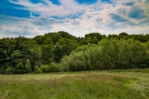 Summer Landscape