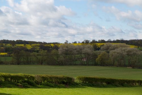 Summer Landscape