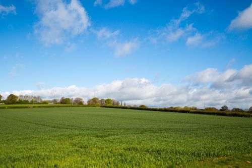 Summer Landscape