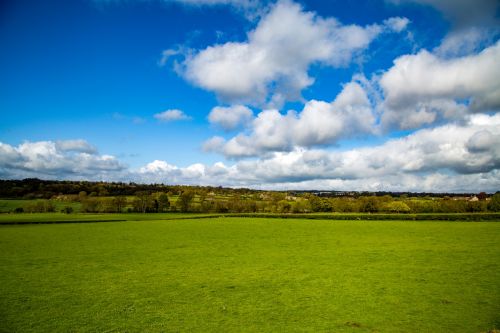 Summer Landscape