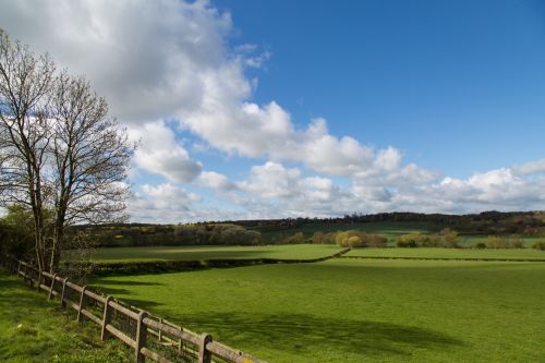 Summer Landscape