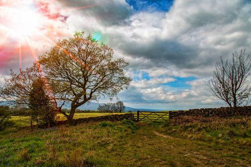 Summer Landscape