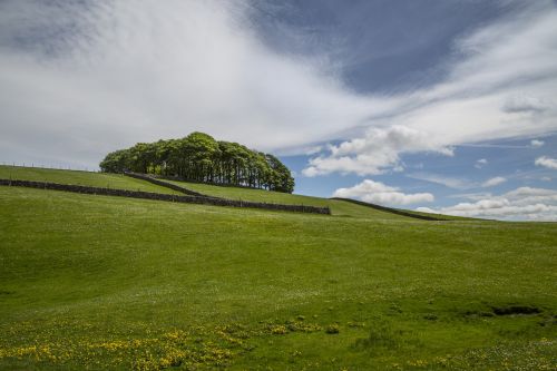 Summer Landscape