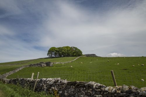 Summer Landscape