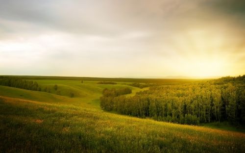 Summer Landscape With Forest