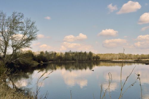 Summer Landscape