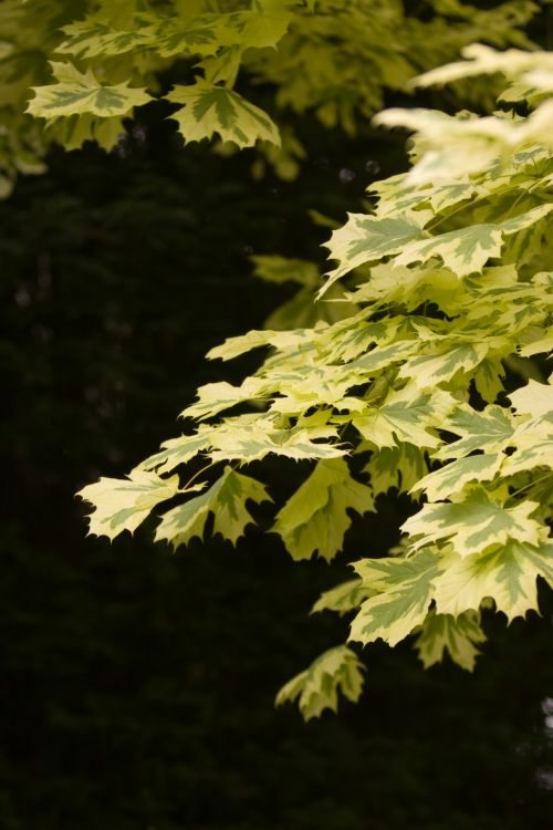 Summer Leaves Background