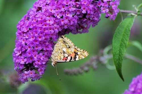summer lilac  butterfly  nature