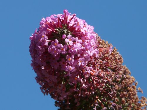 summer lilac buddleja davidii bush