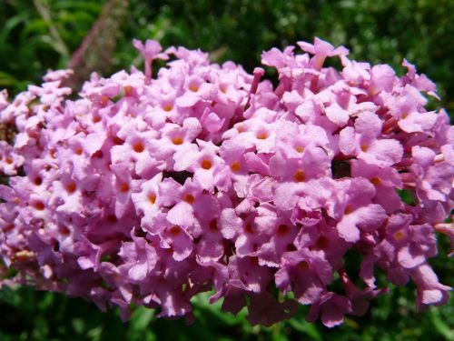 summer lilac buddleja flower