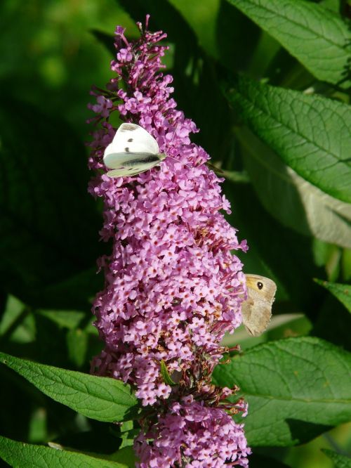 summer lilac buddleja flower