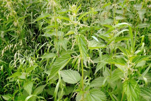 summer meadow nettles high grass