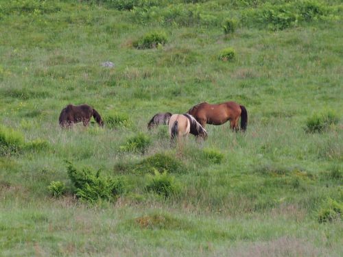 summer meadow horses animals