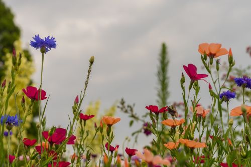 summer meadow flowers background