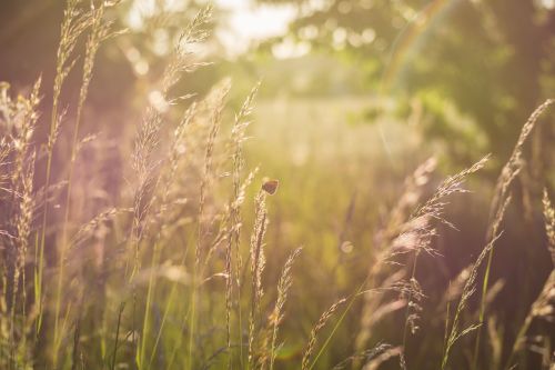 summer meadow sun back light