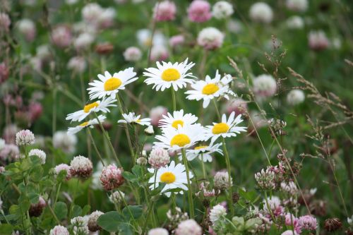 summer meadow flower bed flowers