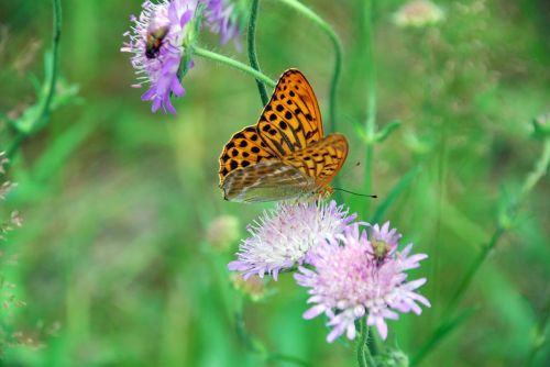 summer meadow summer flowers butterfly