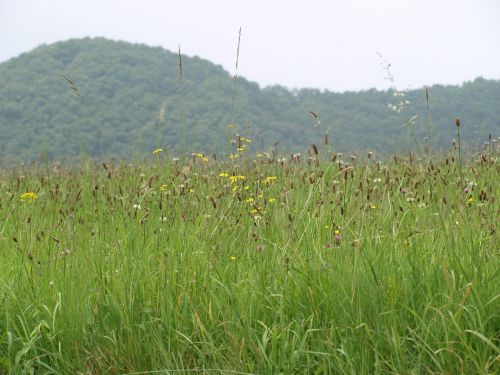 summer meadow grasses meadow