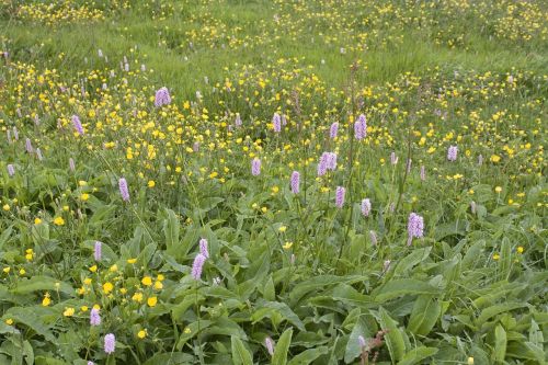 summer meadow knotweed flowers