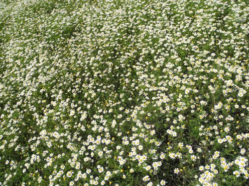 summer meadow chamomile white