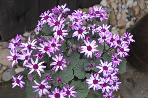 summer plant spanish garden plant