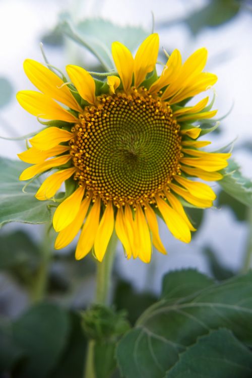 Summer Sunflower 4