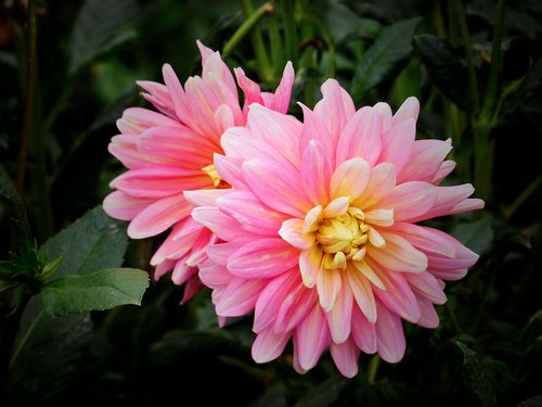 summer's end  dahlia  flower