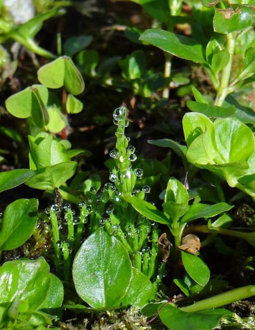 Marsh Horsetail