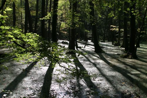 Swamp Forest In The Back Light