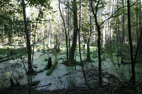 Swamp Forest In The Sunshine