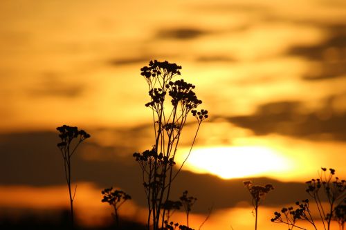 sun sunset evening sky