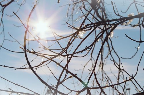 sun branches sparkle