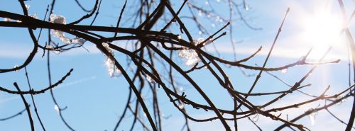 sun branches sparkle