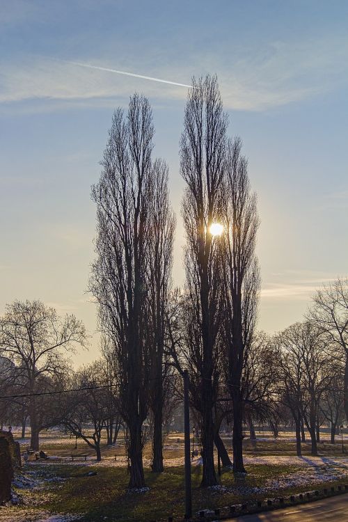 sun afternoon trees