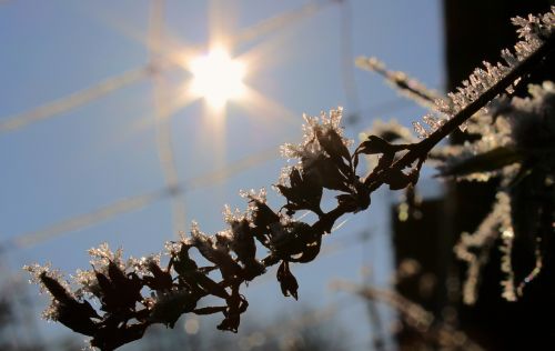 sun sunbeam branch